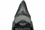 Fossil Megalodon Tooth - South Carolina #208558-2